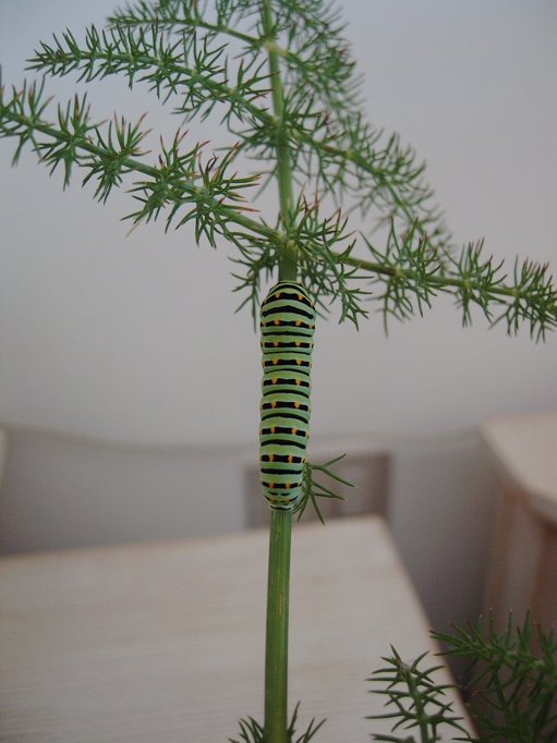 Istruzioni per allevare un Papilio machaon